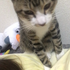 里親様募集中のスミくんの画像