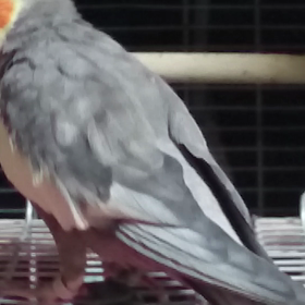 寝る前の鳩ポッポの画像