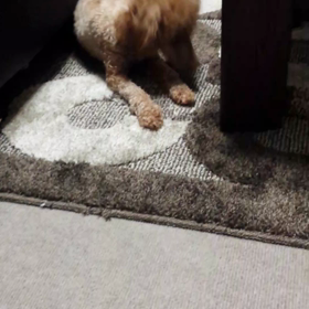 パトロール☆の画像