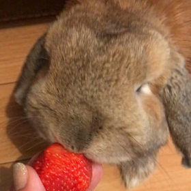 雪なので…の画像