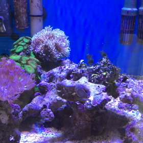 昼間の水槽。の画像