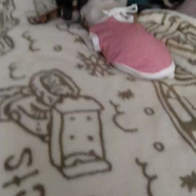 チワワ の珠生くん お誕生日♡の画像