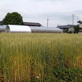 麦畑見っけ―＼(◎o◎)／！の画像