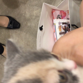 【動画】にゃんと！(*^ω^*)猫派になりそうなくらい、可愛すぎなネコ。の画像