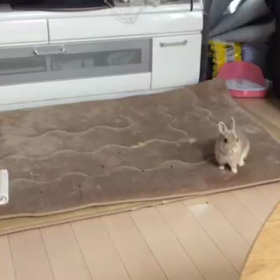 最近ご機嫌(  -_・)?の画像