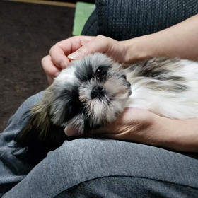 おやすみなさいの画像