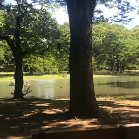 ♪お散歩動画♪代々木公園♪の画像
