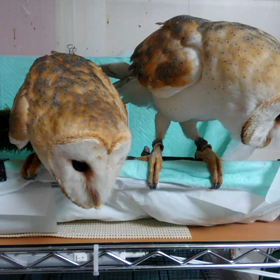 ニーツーの画像