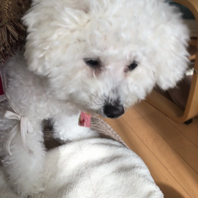 バニラ キュンキュンの意味 その②の画像