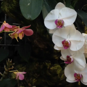 咲くやこの花館の画像