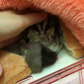 大ジャンプの画像