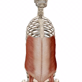 背骨を動かすのは腹筋の画像