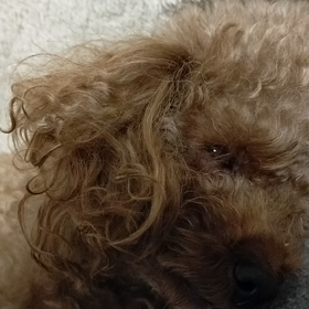 なぜ目を開けて寝る?の画像