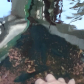 ドクターフィッシュに癒され？の画像