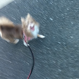 散歩U^ェ^Uの画像