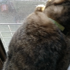 カマキリさんの画像