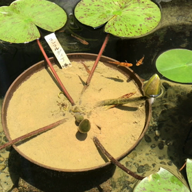 急な暑さにめだかも大変！の画像