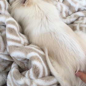 ユラユラされても絶対に起きない作戦の画像