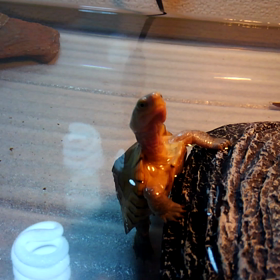 チロたんを病院に連れていったの画像