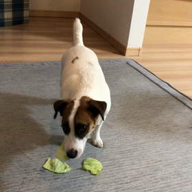 キャベツも好きだよー (^○^)の画像