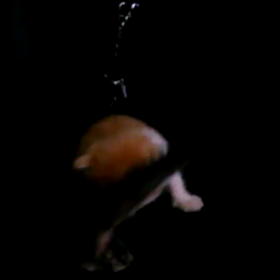 きょうのにゃんこの画像