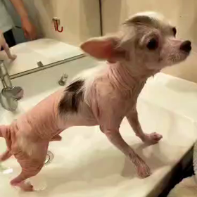 トラボルタくん正式譲渡決定の画像