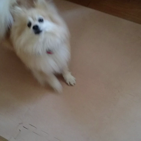 今日のモコさんの画像