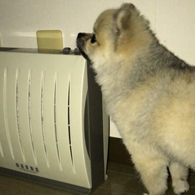 花粉のシーズンの画像