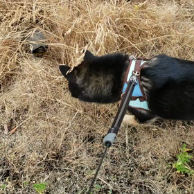 柴さん、未知との遭遇の画像