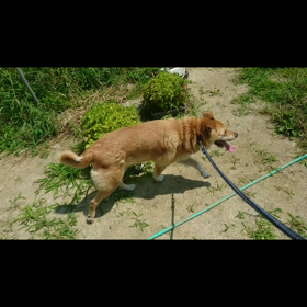 ひふみちゃん、元気にお散歩☆の画像