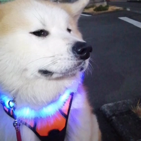 昨日夕方散歩からウンチ正常化でひと安心❗前半のチンタラ散歩は相変わらずだが、平和に自由に朝散歩の画像