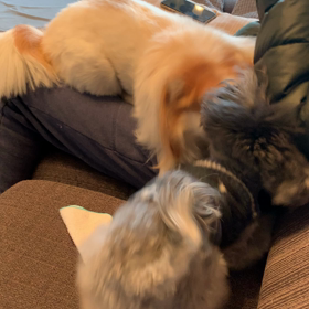 パパのヒザ争奪戦の画像