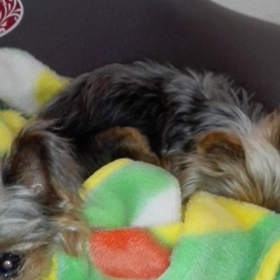 リベンジ(長い動画付き)の画像