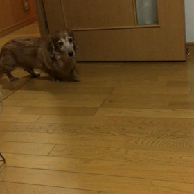 チップ君12歳痴呆症？ジム、嵐、FNS歌謡祭、字幕付きチップとデール動画の画像