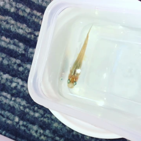 天翔→採卵の画像