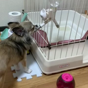 今日のソラくんの画像