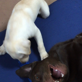 仲良しな茶色と黄色(^_^)の画像