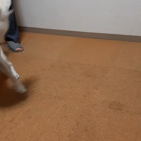 今日のシロくん 2の画像