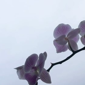 ✨朝空と蘭の画像