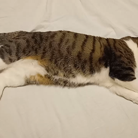 *気持ちよさそうの画像