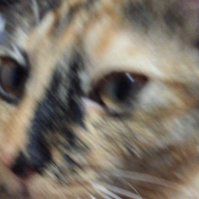 朝からゴロゴロの画像