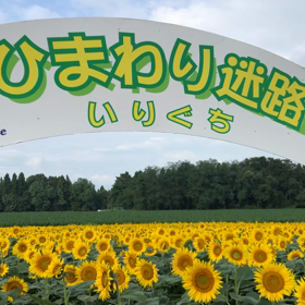 ひまわりの画像