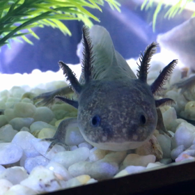 ポーカーフェイスだからの画像