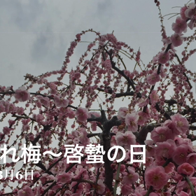今年の枝垂れ梅は…の画像