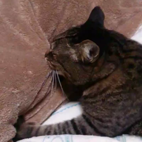 モミモミ動画の画像