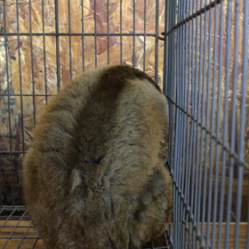 スローロリスの画像