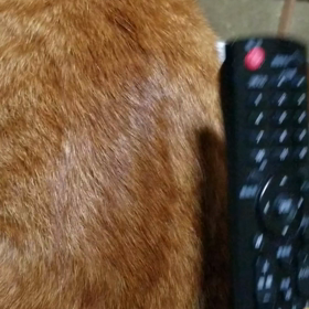 小春日和？の画像