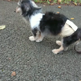 フーちゃん公園への画像