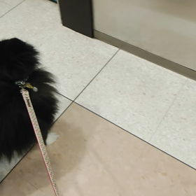 お泊まり　たまちゃんの画像