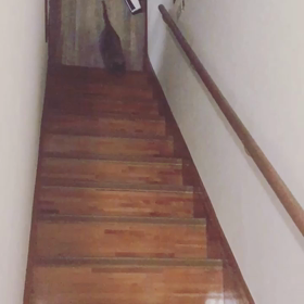 かいだんダッシュ！の画像